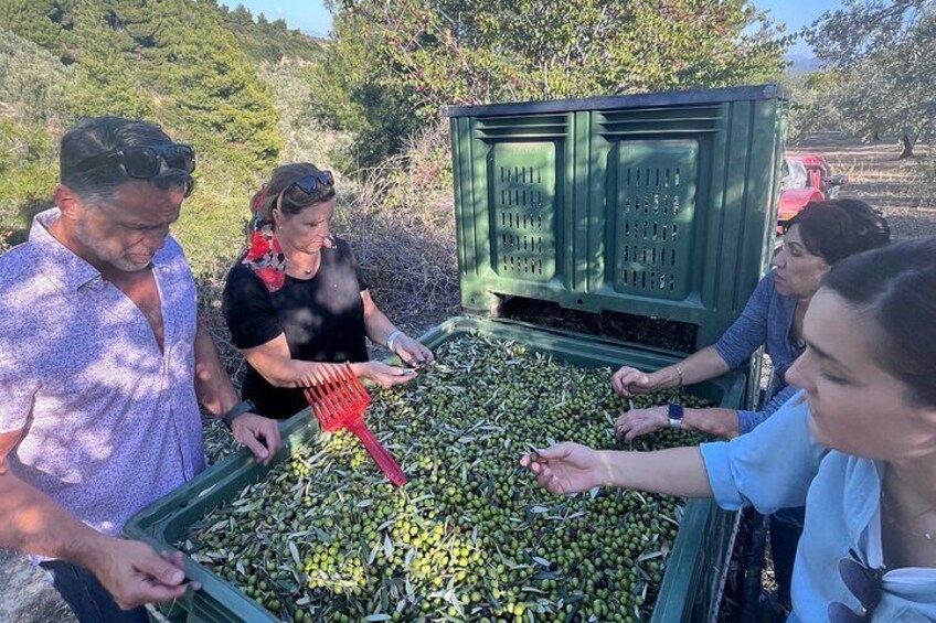 Olive Garden Walking Tour & Olive Oil Tasting in Kalentzi - Day trip from Athens