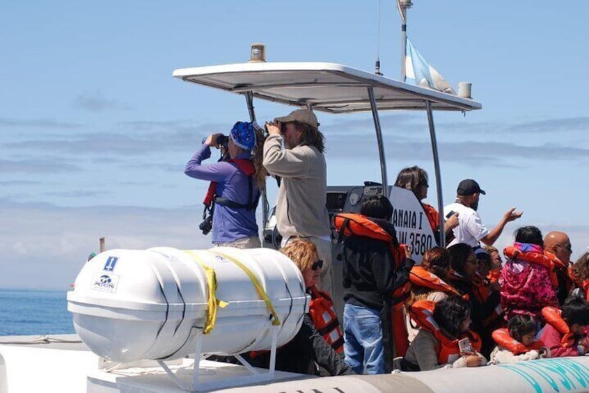 Nautical Tour and Dolphin Search in Puerto Madryn