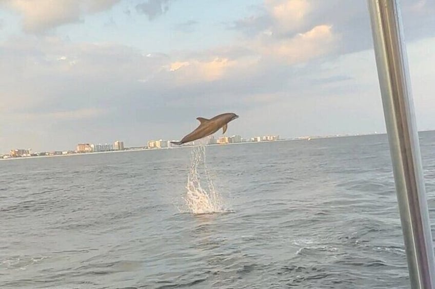 SunVenture Cruises Dolphin Siting 