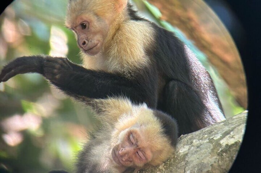 Damas Island Mangrove Tour with Monkeys