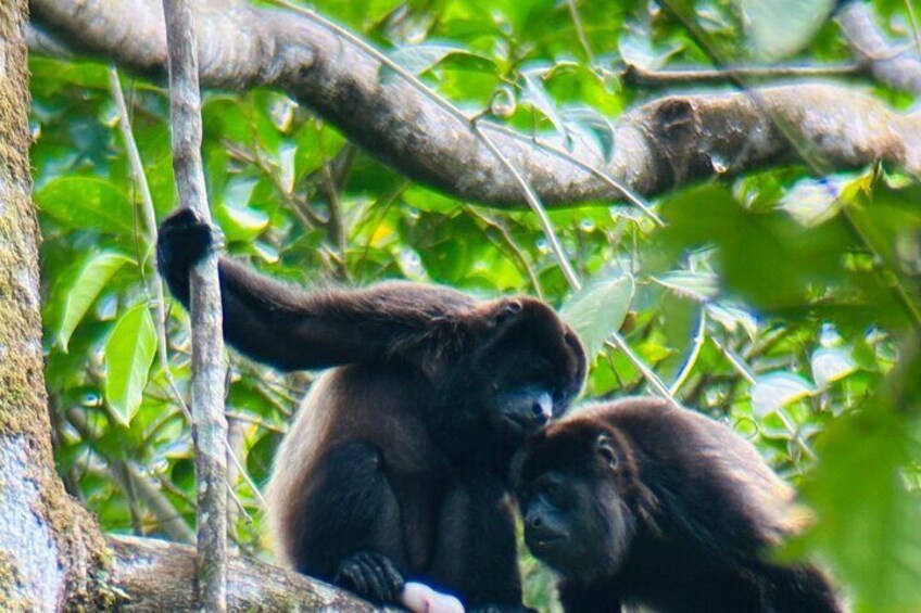 Damas Island Mangrove Tour with Monkeys