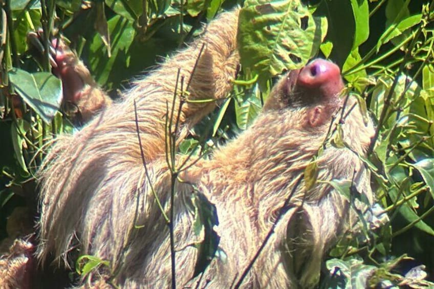 Damas Island Mangrove Tour with Monkeys