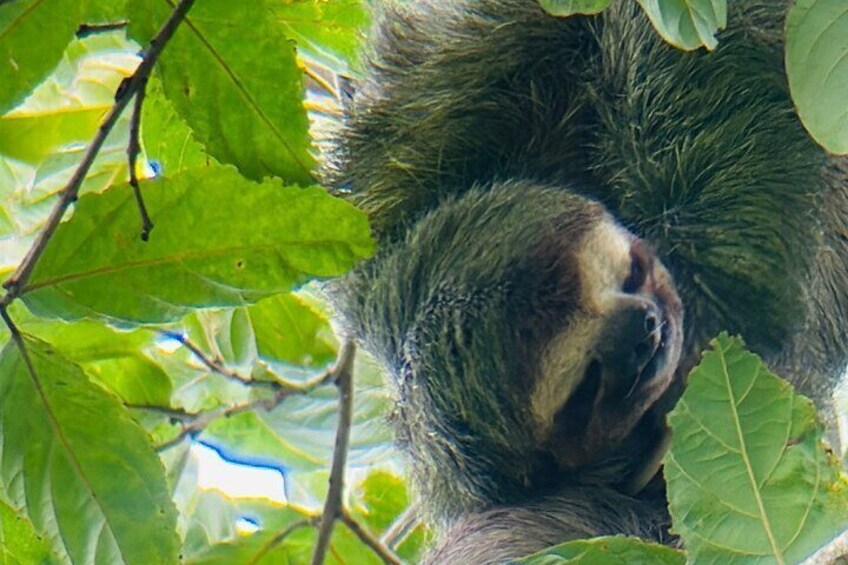 Damas Island Mangrove Tour with Monkeys