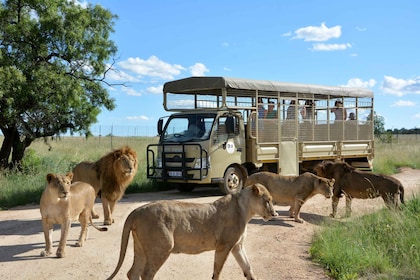 Hartbeespoort: Safari con i predatori con una guida