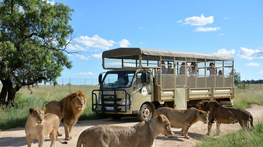 Hartbeespoort: Predator Safari with a Guide