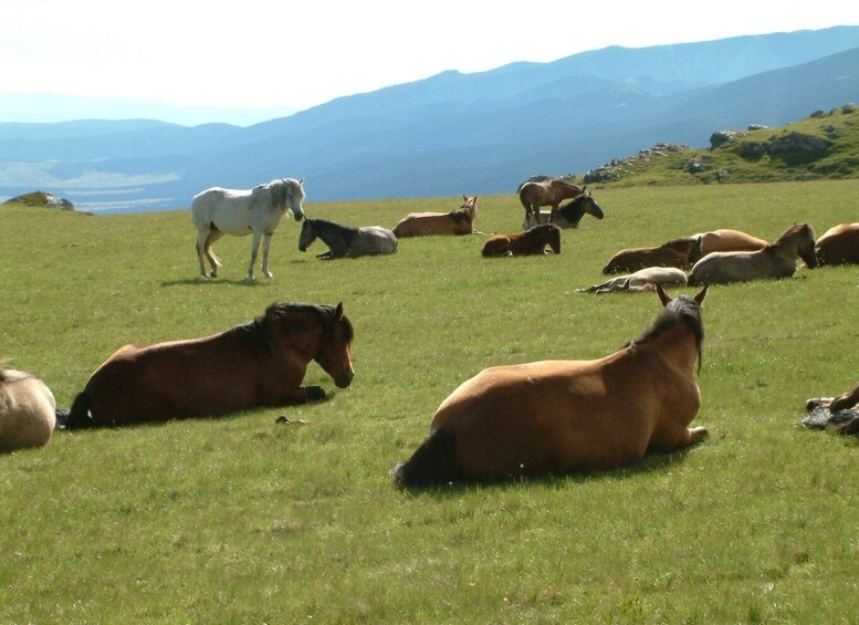 Picture 5 for Activity The 7 Rila Lakes: Full-Day Guided Hike from Plovdiv