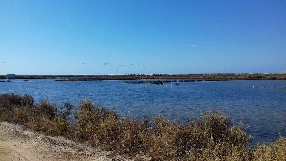 Picture 7 for Activity Faro Bike Tour through the Beautiful Ria Formosa