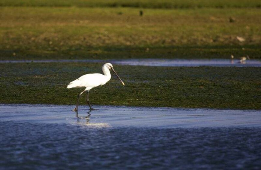 Picture 2 for Activity Faro Bike Tour through the Beautiful Ria Formosa