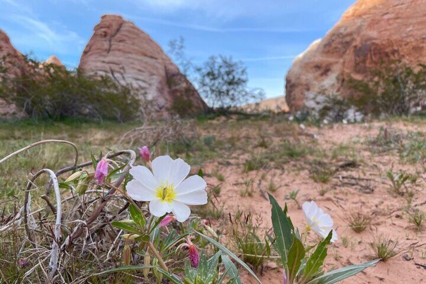 Private Valley of Fire Hiking and Sightseeing Adventure