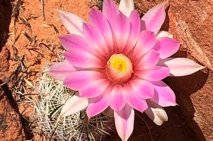 Private Valley of Fire Hiking and Sightseeing Adventure