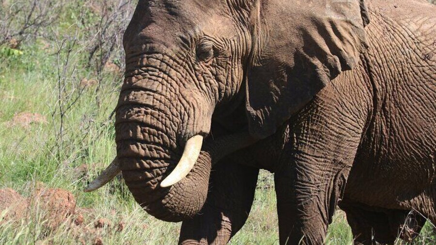 Addo Elephant Park Tour