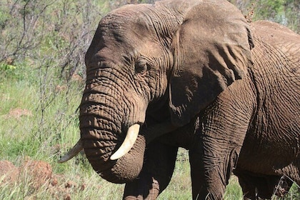 Addo Elephant Park Tour