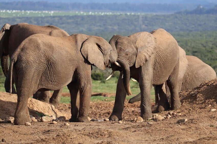 Addo Elephant Park Tour