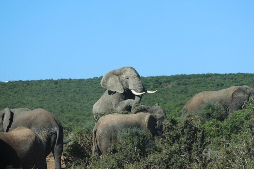 Explore Addo Elephant Park on a Safari tour and Tsitsikamma tour