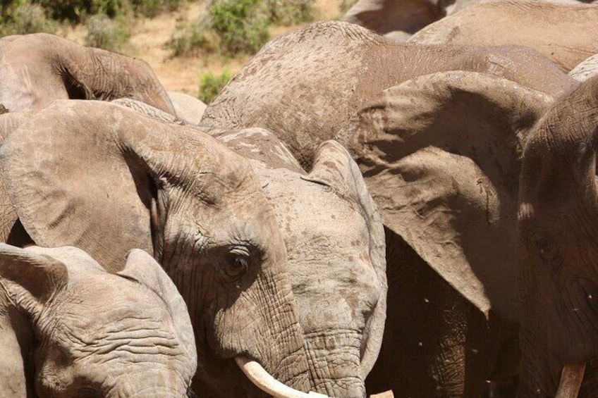 Explore Addo Elephant Park on a Safari tour and Tsitsikamma tour