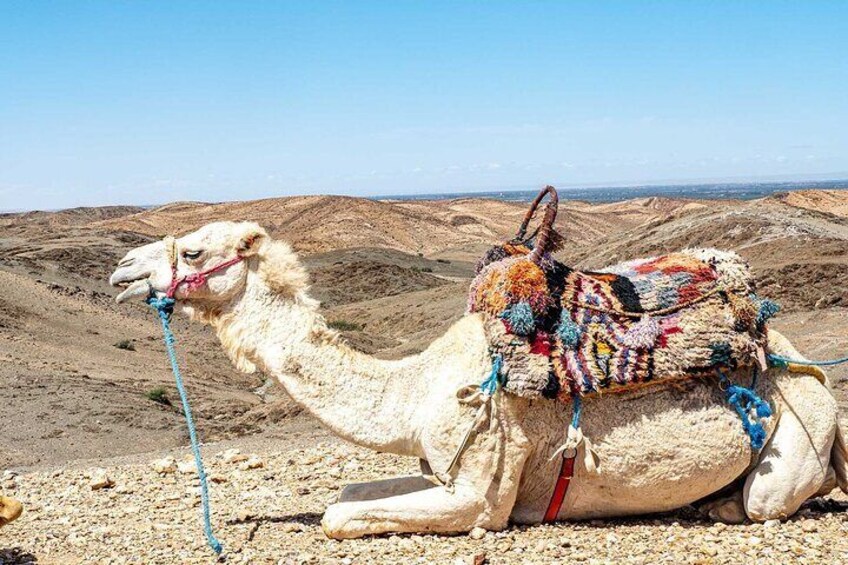 camel or quad ride in the sand dunes