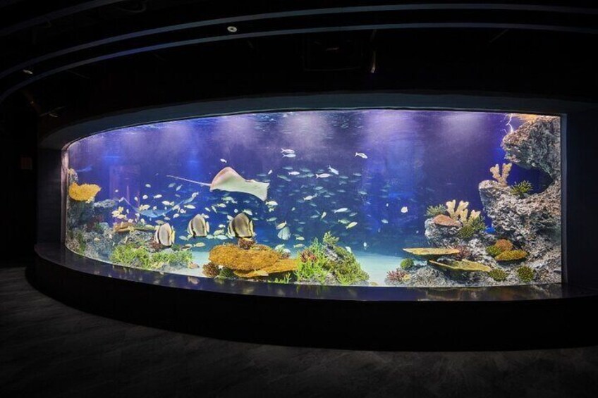 Discounted Entry Ticket for Gwanggyo Aqua Planet (내국인 불가)