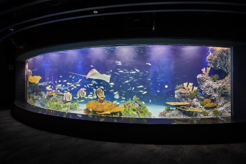 Discounted Entry Ticket for Gwanggyo Aqua Planet (내국인 불가)