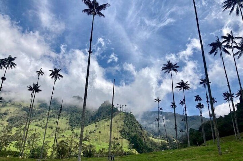 Private Tour to Cocora Valley and Salento with Transportation Included