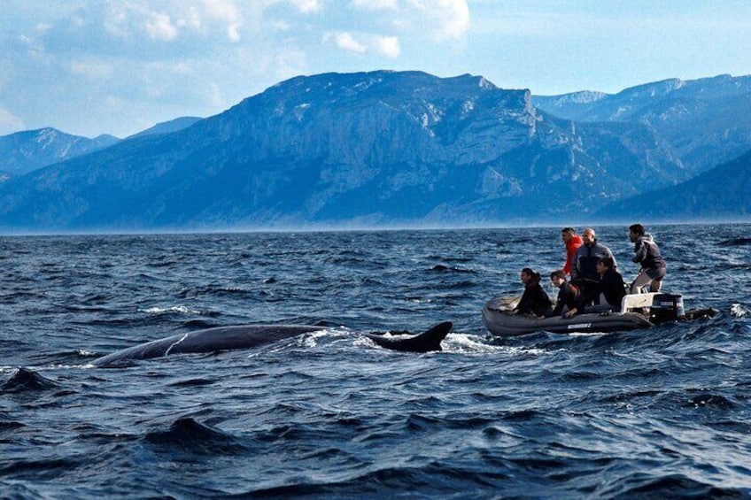 Dolphin & Whale Watching in the Gulf of Orosei from Cala Gonone