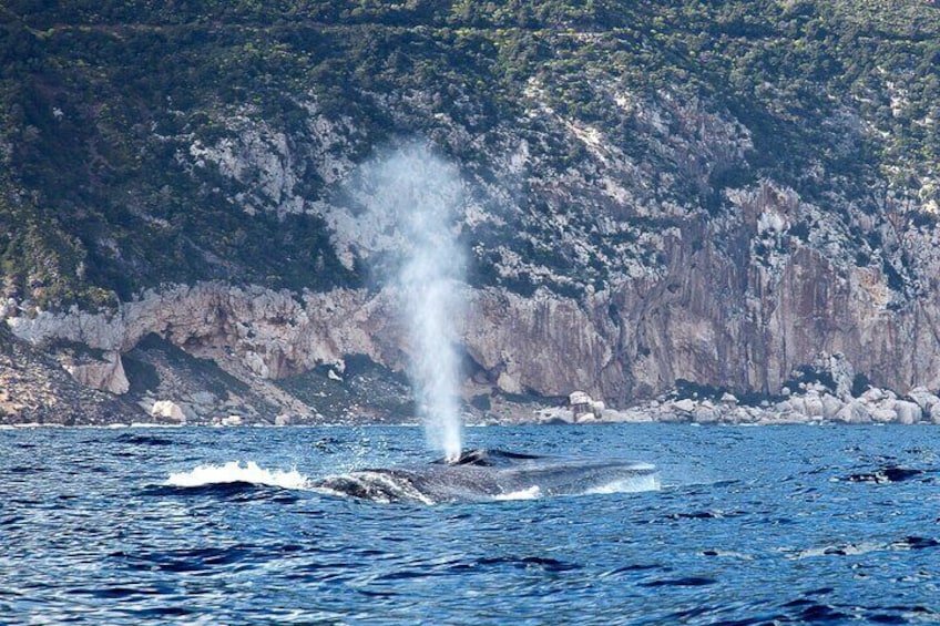Dolphin & Whale Watching in the Gulf of Orosei from Cala Gonone