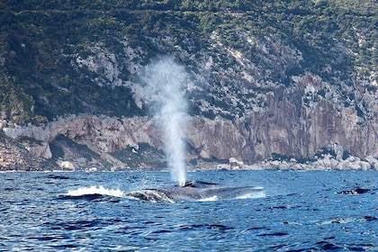 Whale & birdwatching tour in the Gulf of Orosei from Cala Gonone