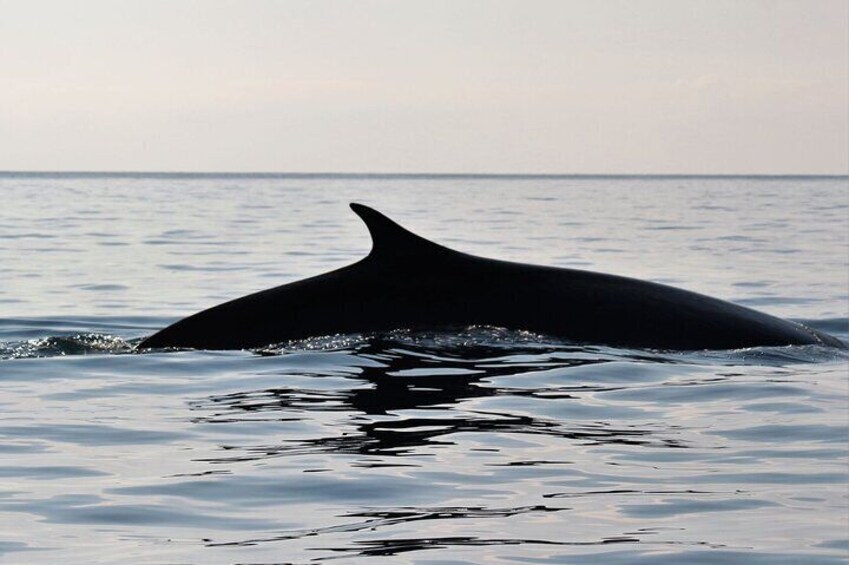 Dolphin & Whale Watching in the Gulf of Orosei from Cala Gonone