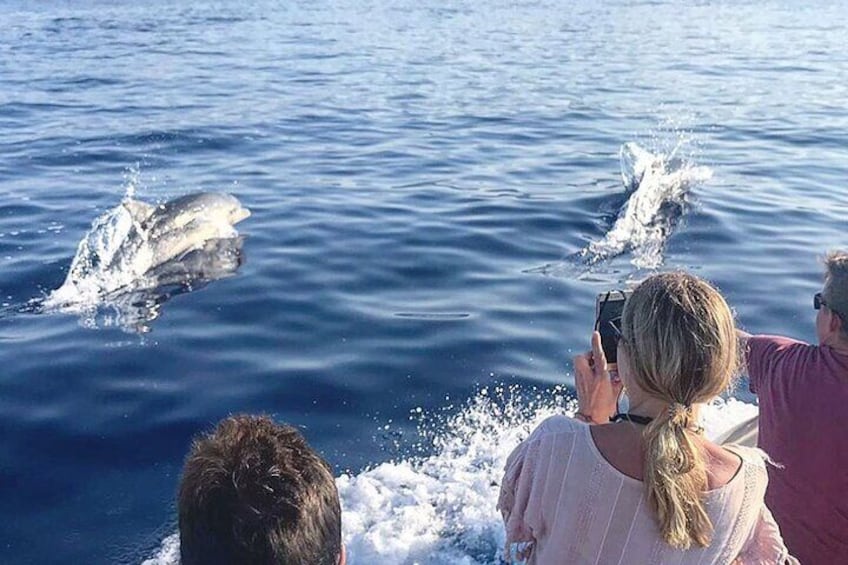 Dolphin & Whale Watching in the Gulf of Orosei from Cala Gonone