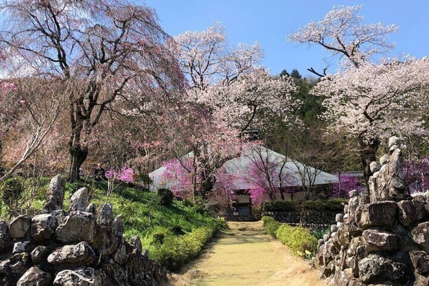 In spring, you can visit the village of Otsu, enveloped in pink blossoms, resembling a paradise. This scenic beauty is a treasure of the area, created by locals planting each cherry and azalea tree.