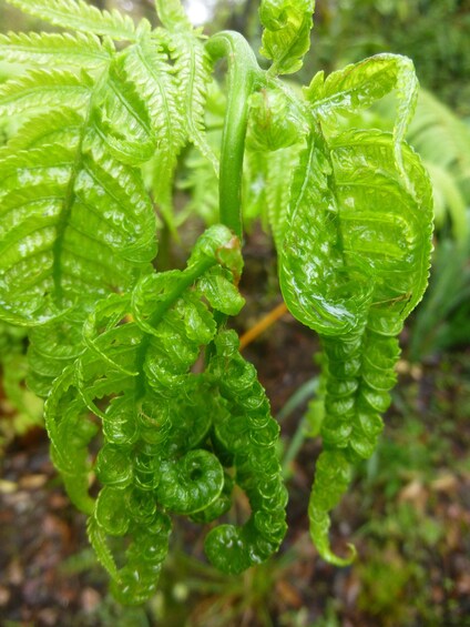 Cultivate Hapuu Ferns in the Hawaiian Rainforest