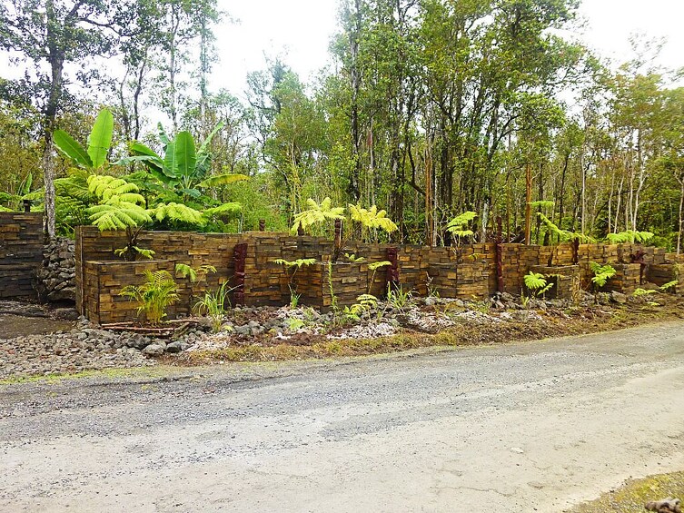 Cultivate Hapuu Ferns in the Hawaiian Rainforest