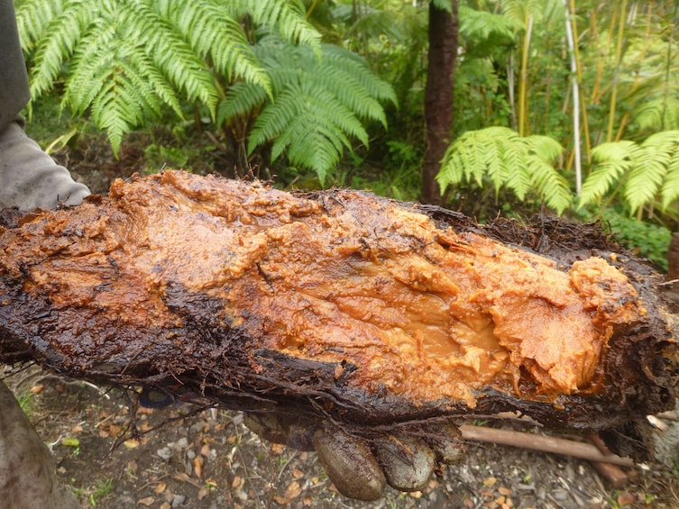 Cultivate Hapuu Ferns in the Hawaiian Rainforest