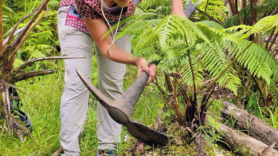 Cultivate Hapuu Ferns with Citrus Tea in the Hawaiian Rainforest