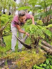 Cultivate Hapuu Ferns with Citrus Tea in the Hawaiian Rainforest