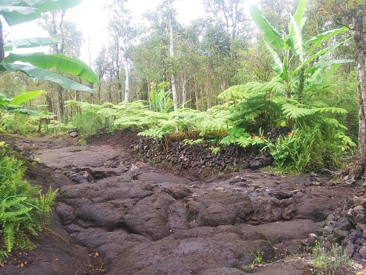 Cultivate Hapuu Ferns in the Hawaiian Rainforest