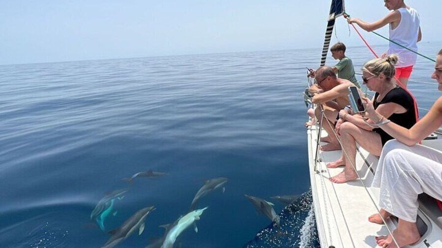 Dolphin sighting