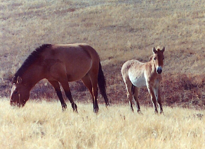 Picture 10 for Activity From Ulaanbaatar: Day Trip to Hustai National Park