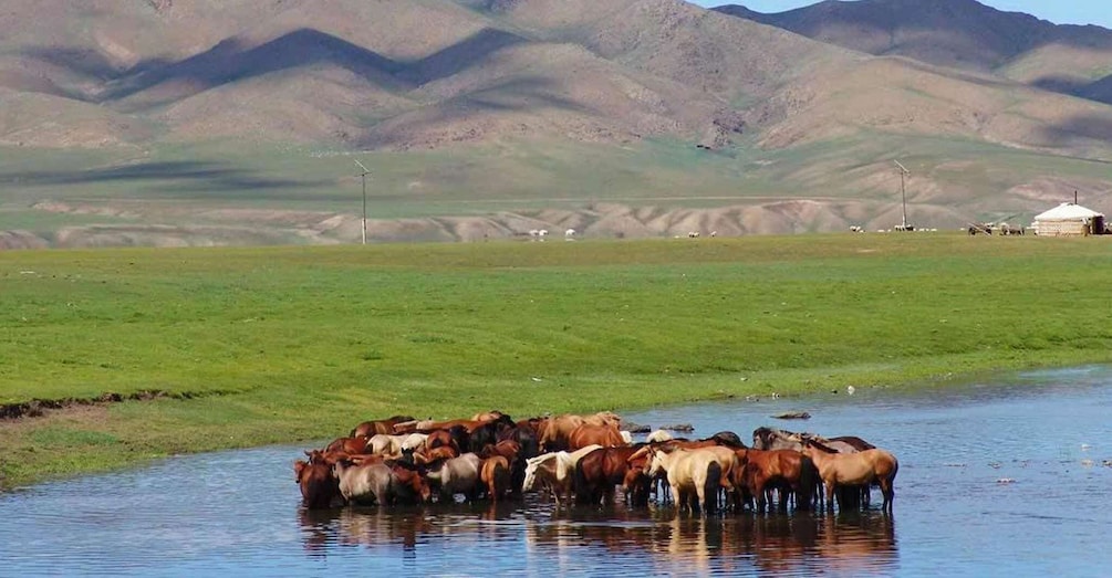 Picture 1 for Activity From Ulaanbaatar: Day Trip to Hustai National Park