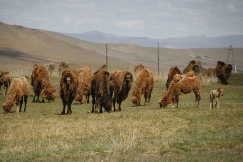 Picture 3 for Activity From Ulaanbaatar: Day Trip to Hustai National Park