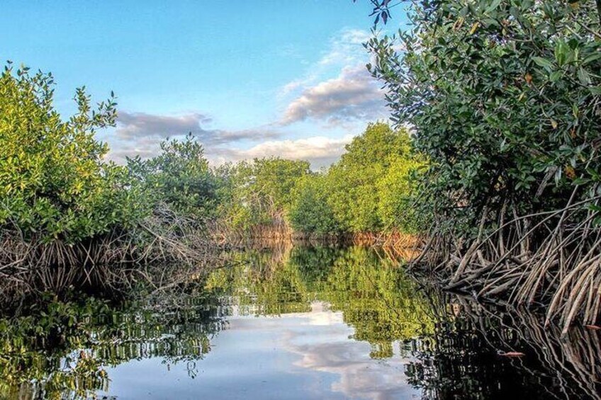 San Andres Mangroves