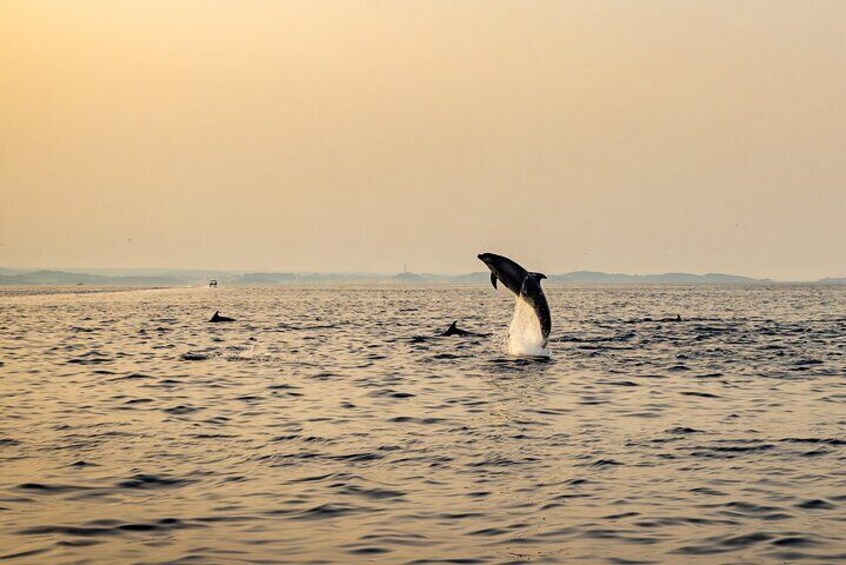 Private Sunrise Dolphin Watching with Drinks in Rovinj