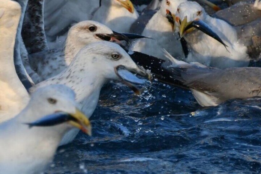 Private Sunrise Dolphin Watching with Drinks in Rovinj