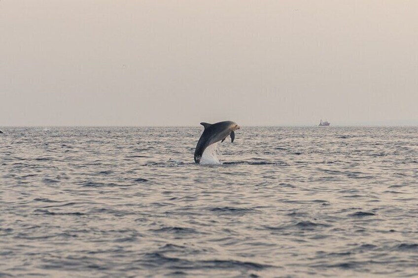 Private Sunrise Dolphin Watching with Drinks in Rovinj