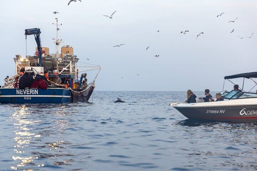 Private Sunrise Dolphin Watching with Drinks in Rovinj