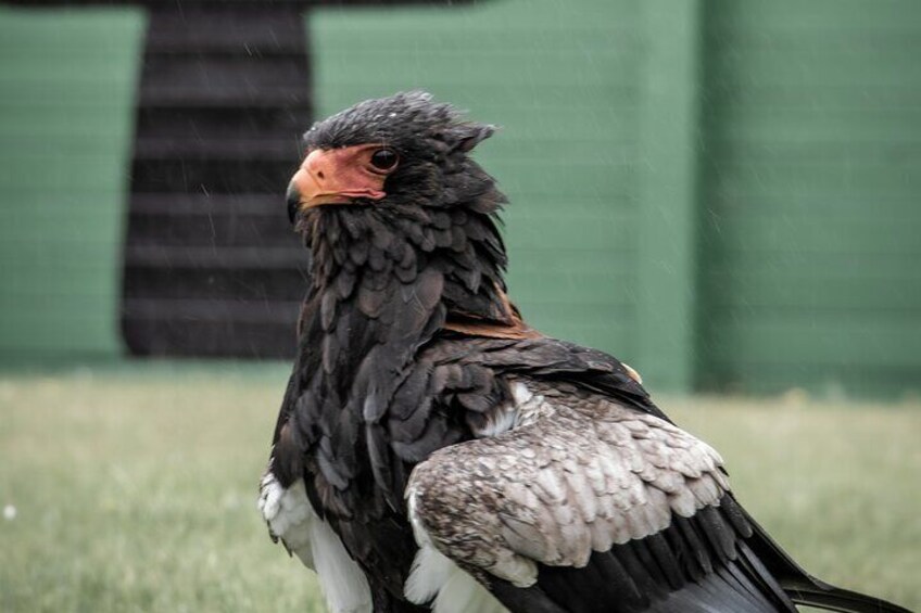 Guided Tour of Aillwee Cave and Visit to the Birds of Prey Centre