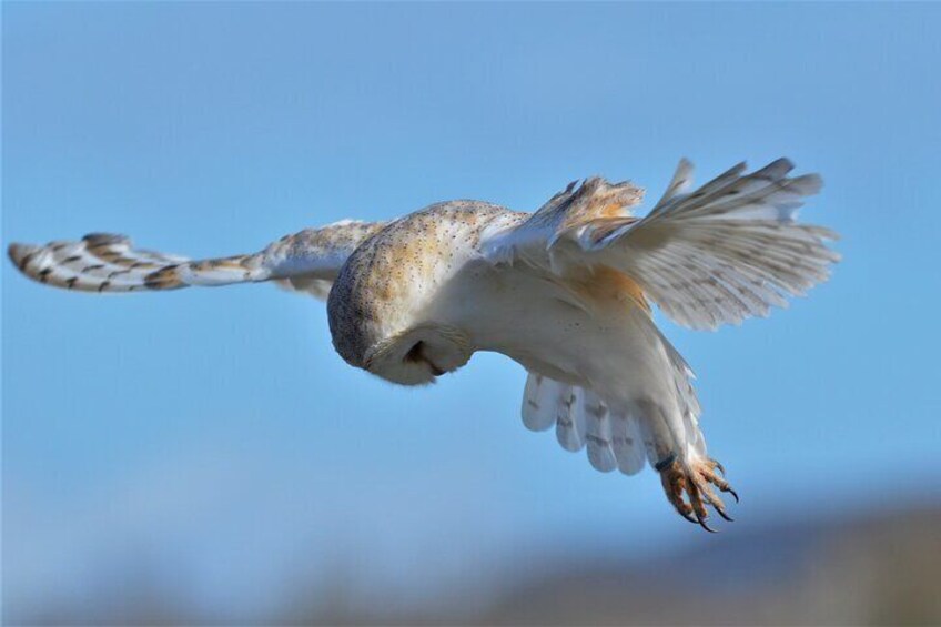 Guided Tour of Aillwee Cave and Visit to the Birds of Prey Centre