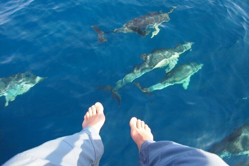 Dolphins at your feet!