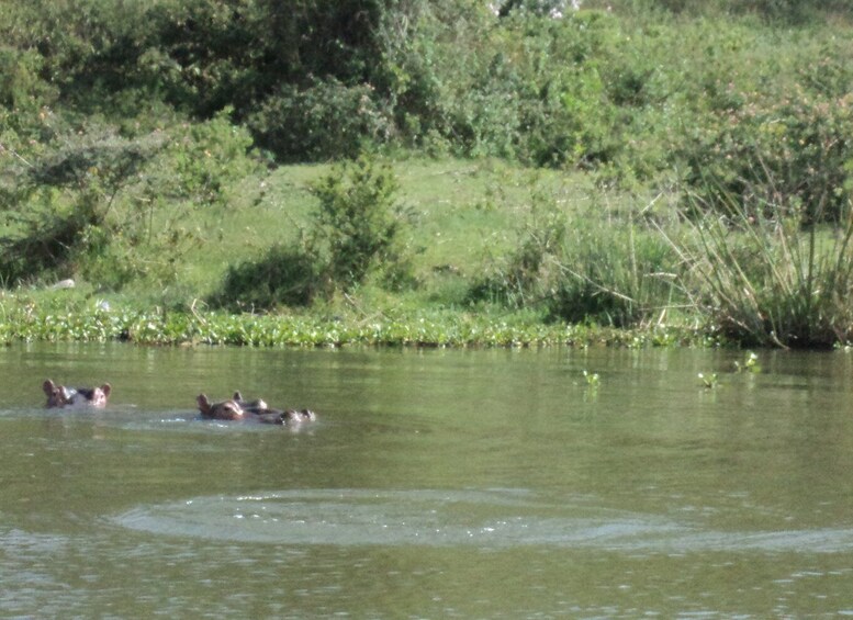 Picture 1 for Activity Nairobi to Lake Naivasha Day Tour with Crescent Island