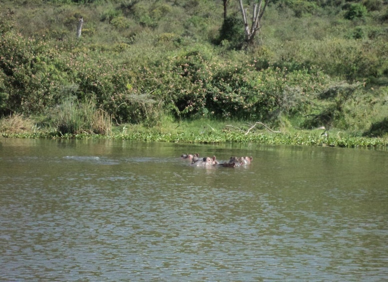Picture 9 for Activity Nairobi to Lake Naivasha Day Tour with Crescent Island