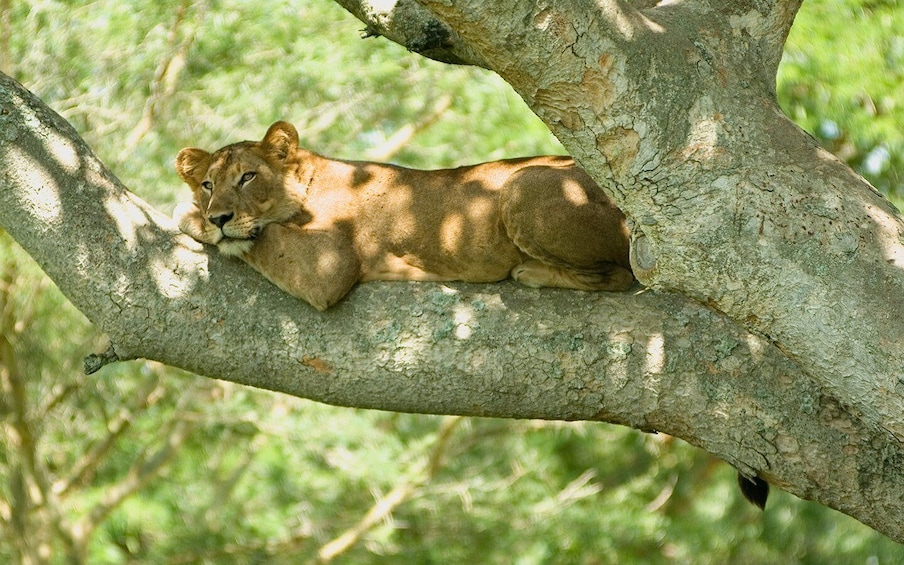 Picture 3 for Activity Kampala: Queen Elizabeth National Game Park 2-Day Safari